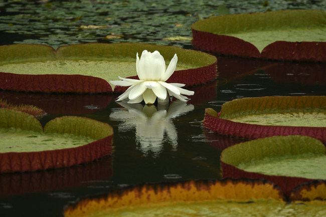 Nuferi, deschiși în ploaie