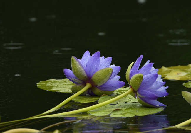 Nuferi, deschiși în ploaie