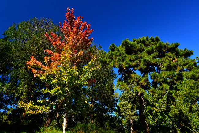 Instantanee de toamnă în Colina Parfumată