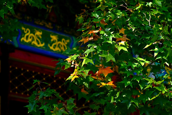 Instantanee de toamnă în Colina Parfumată