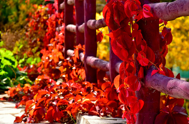 Satul Xidamo, îmbrățișat de culorile toamnei