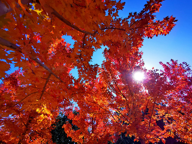 Muntele Xishan, îmbrăcat în frunze roșii