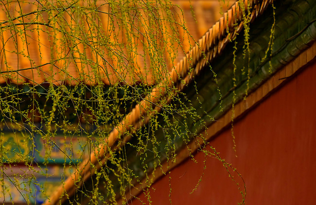 Plante înmugurite din Orașul Interzis