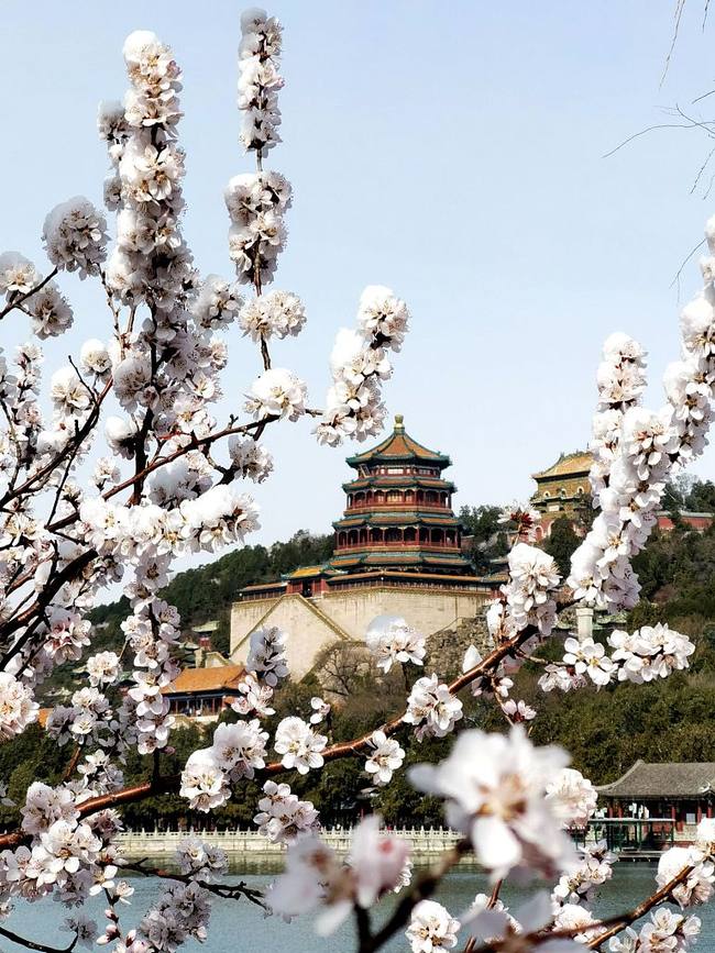 Întâlnirea florilor cu fulgi de nea