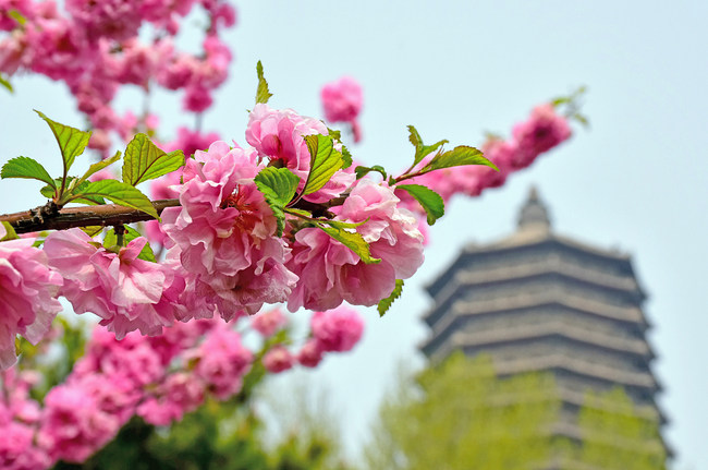Florile de primăvară dau splendoare parcului Linglong