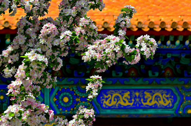 Florile din curtea Palatului Imperial se întrec în frumusețe