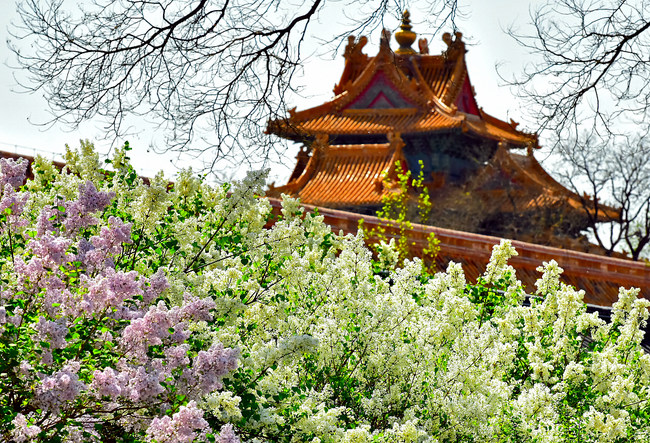 Florile din curtea Palatului Imperial se întrec în frumusețe