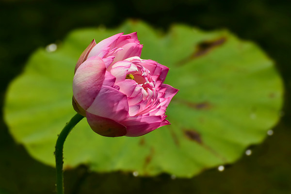 Grădina imperială Yuanmingyuan inundată de flori de lotus