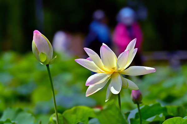 ​Lotus alb, simbolul purității