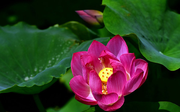 Grădina imperială Yuanmingyuan inundată de flori de lotus