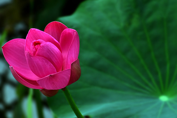 O călătorie cu barca în parcul Bambusul Violet