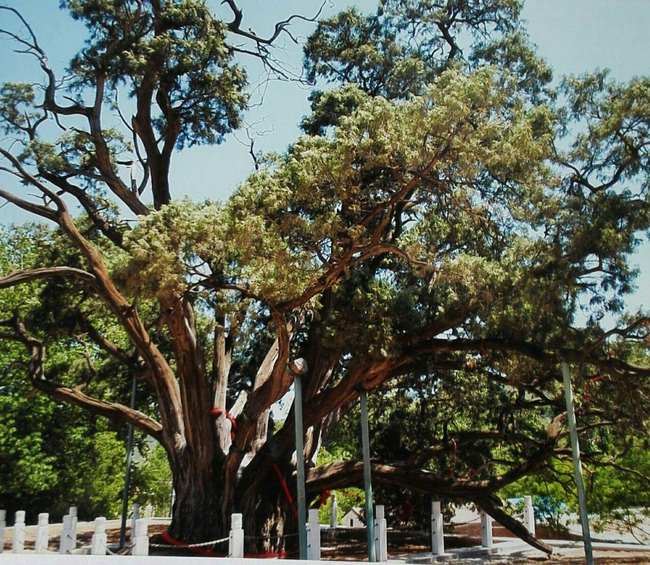 Beijing promovează redresarea turismului și protecția copacilor străvechi