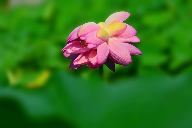 Florile gemene de lotus, din parcul Yuanmingyuan