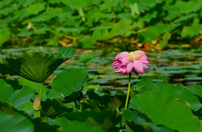 Florile gemene de lotus, din parcul Yuanmingyuan