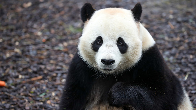 Džinovska panda Tian Bao ostaje u Belgiji zbog ograničenja kovid-19