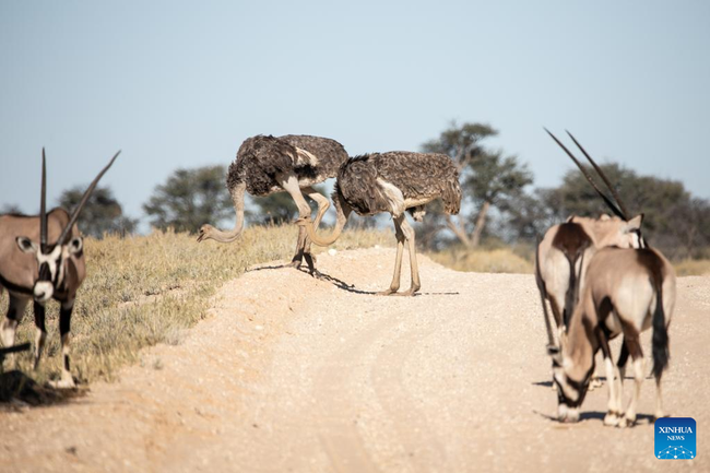 Prelepi prizor divljih životinja u prekograničnom parku Kalagadi u Južnoj Africi