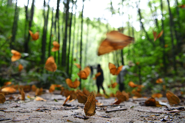 150 miliona leptira u Junanu