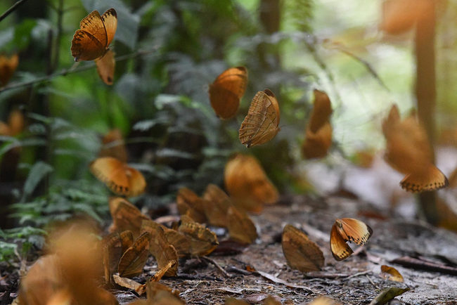 150 miliona leptira u Junanu